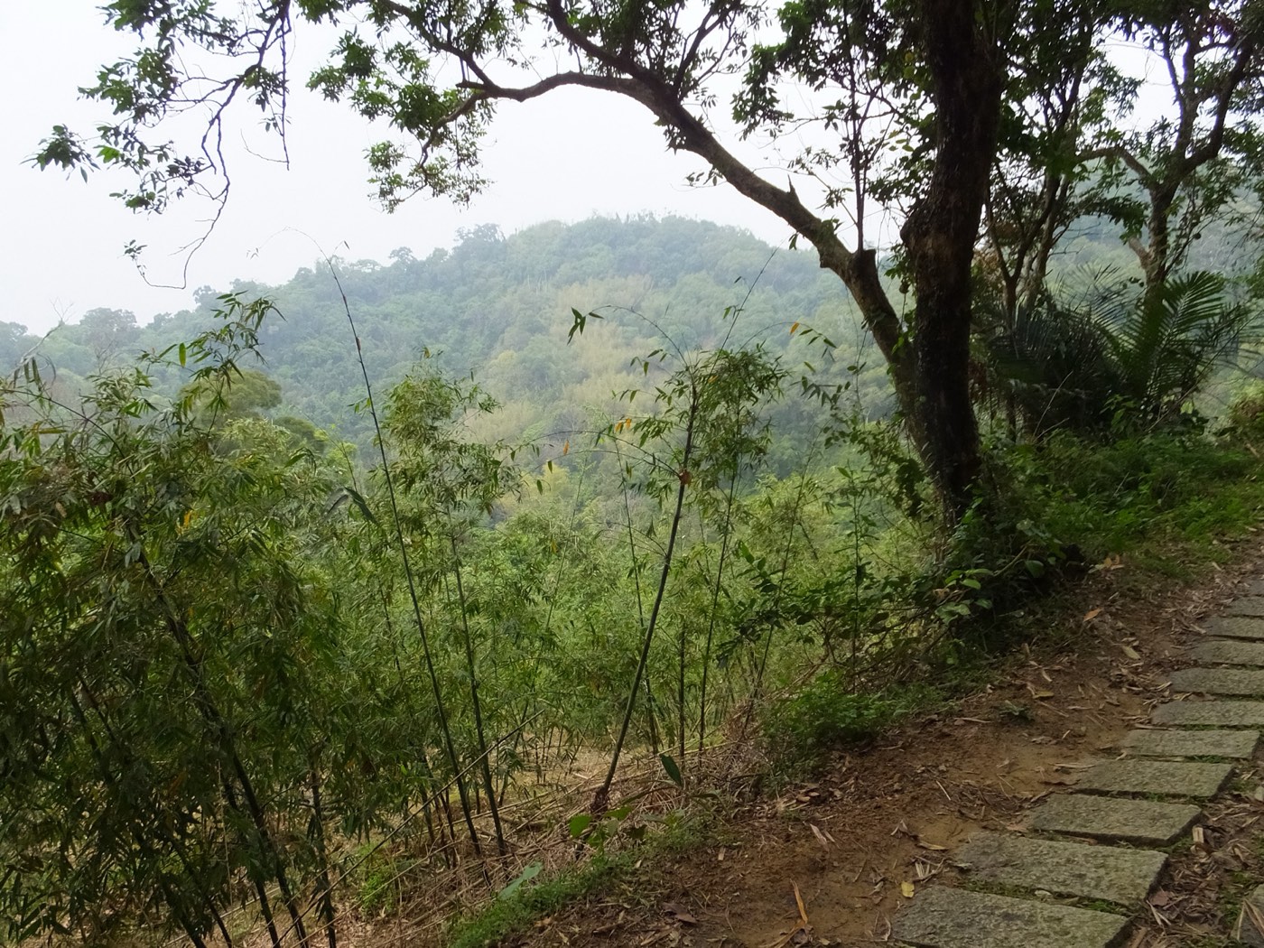 大坑山林與石階步道